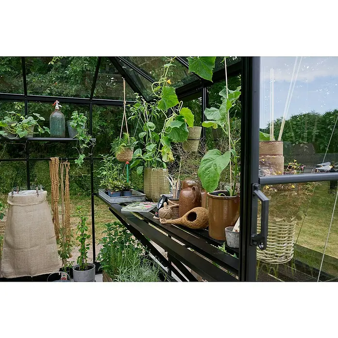 Halls Gewächshaus Qube Square - Außenmaß inkl. Dachüberstand (B x T): 250,8 x 250,8 cm, Material Seitenwand: Glas, 3 mm, Schwarz - Idyllisches Gewächshaus mit Pflanzen in Töpfen, hängenden Körben und dekorativen Accessoires für eine gemütliche Atmosphäre.