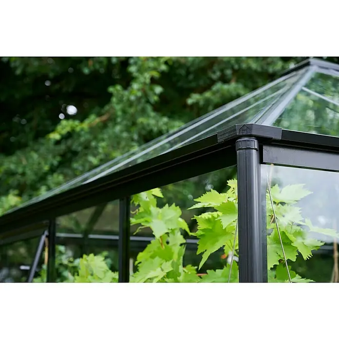 Halls Gewächshaus Qube Square - Außenmaß inkl. Dachüberstand (B x T): 250,8 x 250,8 cm, Material Seitenwand: Glas, 3 mm, Schwarz - Nahaufnahme eines Gewächshauses mit Pflanzen im Inneren, das seine robuste Bauweise und hochwertige Materialien hervorhebt.