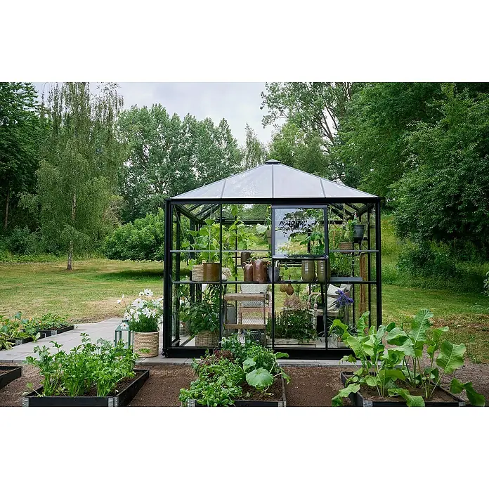 Halls Gewächshaus Qube Square - Außenmaß inkl. Dachüberstand (B x T): 250,8 x 250,8 cm, Material Seitenwand: Glas, 3 mm, Schwarz - Geräumiges Gewächshaus mit Pflanzen und Regalen, umgeben von üppigem Grün, perfekt für Gartenliebhaber.