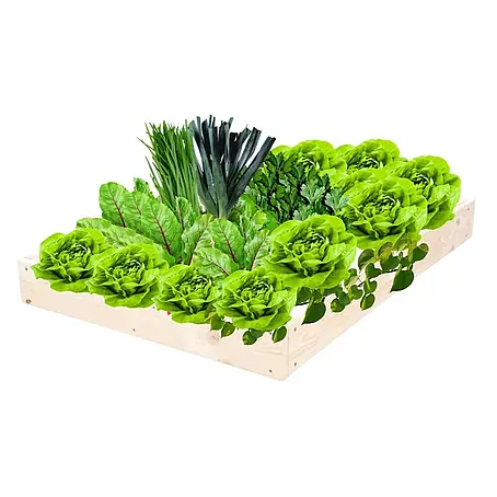 Proregal  Hochbeet GardenStep Holz