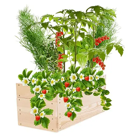 Proregal  Hochbeet Growline Holz