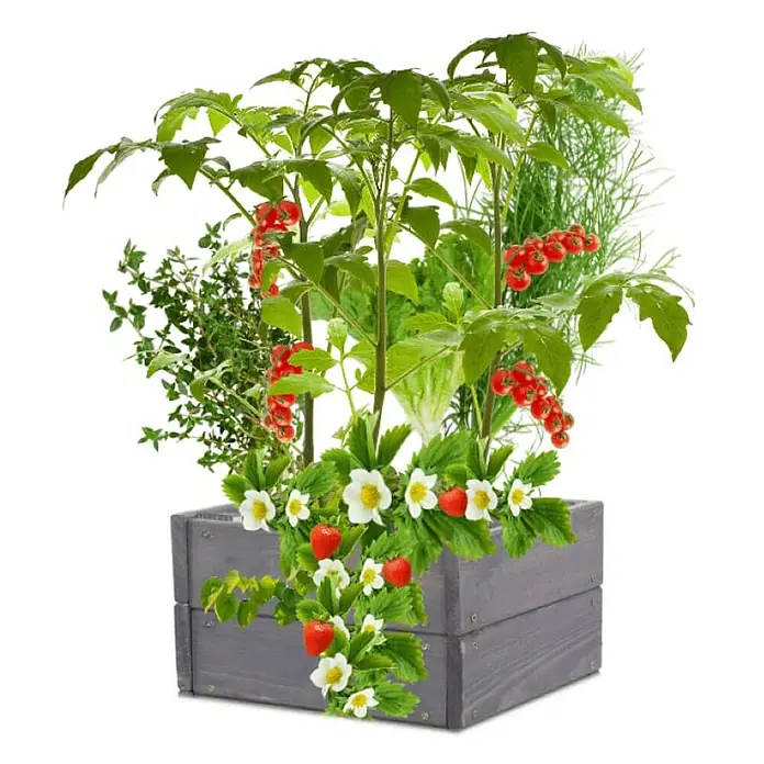 Proregal Hochbeet Growline Holz - 30 x 33 x 18 cm, Holz, Grau