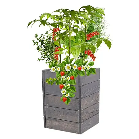 Proregal  Hochbeet Growline Holz