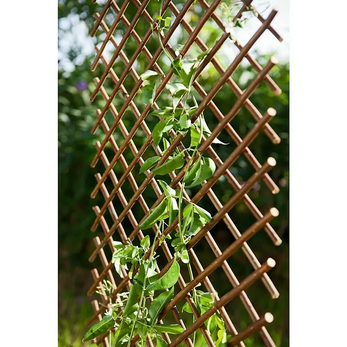 Nortene Sichtschutzelement - B x H: 0,5 x 1,5 m, Braun - Holzspalier mit Kletterpflanze im Garten. Das Spalier bietet eine natürliche Rankhilfe und integriert sich gut in die grüne Umgebung.