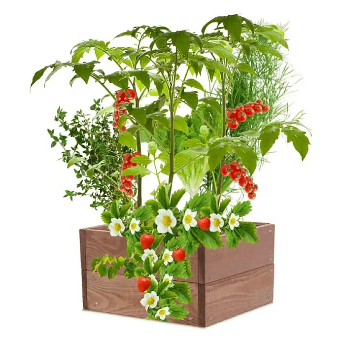 Proregal Hochbeet Growline Holz - 30 x 33 x 18 cm, Holz, Braun