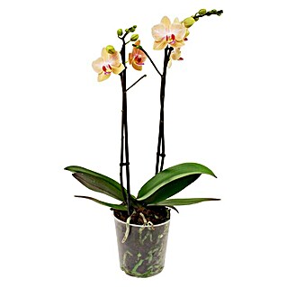 Piardino Orquídea mariposa (Phalaenopsis Hybride Multiflora, Tamaño de maceta: 12 cm, Naranja, Número de brotes: 2 ud., En posición vertical)