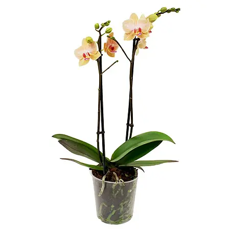 Piardino  Orquídea mariposa