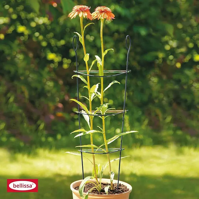 Bellissa Kleinspalier - 58 cm, Beschichtet - Eine Nahaufnahme eines Bellissa Pflanzenstützbügels mit hochwachsenden Blumen, der sich ideal für Gartenliebhaber eignet.