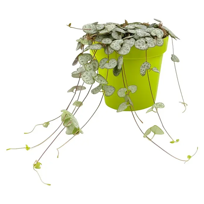 Piardino Leuchterblume - Ceropegia woodii, Topfgröße: 12 cm - Die attraktive Ceropegia woodii 'Silver Glory' in einem leuchtend grünen Topf, eine perfekte Ergänzung für jede Zimmerpflanzensammlung.