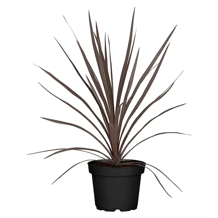Piardino Keulenlilie - Cordyline australis Red Star - Diese Nahaufnahme zeigt eine Cordyline Red Star Pflanze in einem schwarzen Topf, die eine attraktive Ergänzung für jedes Interieur darstellt.