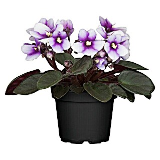 Piardino Violeta africana (Saintpaulia ionantha, Tamaño de maceta: 12 cm, Color de flor: Dependiendo de la variedad)