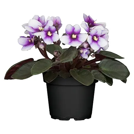 Piardino Violeta africana