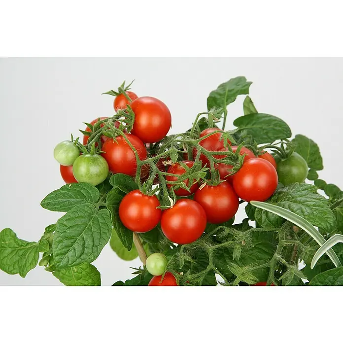 Blu Bio Tomate - Lycopersicon lycopersicum, 12 cm, Erntezeit: Juli - Nahaufnahme eines Busches mit reifen, roten und einigen unreifen, grünen Kirschtomaten und grünen Blättern.