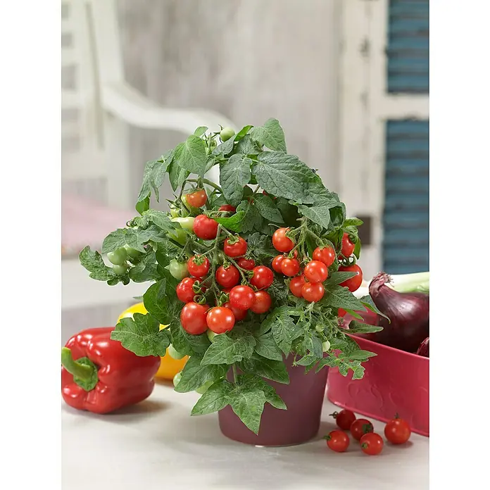 Blu Bio Tomate - Lycopersicon lycopersicum, 12 cm, Erntezeit: Juli - Nahaufnahme einer Topfpflanze mit reifen roten Kirschtomaten, umgeben von Paprika und Zwiebeln auf einem Tisch.