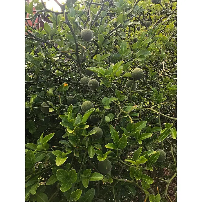 Blu Bio Bitterorange winterhart - Citrus aurantium, Topfgröße: 12 cm - Nahaufnahme eines Bitterorangenbaums mit seinen grünen Blättern und unreifen Früchten, die von scharfen Dornen geschützt werden.