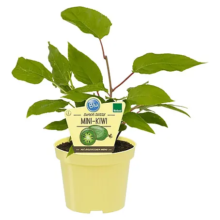 Blu Bio Mini-Kiwi