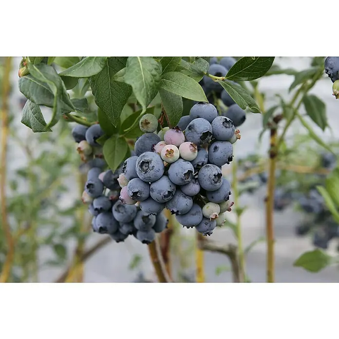 Blu Bio Heidelbeere - Vaccinium corymbosum Blue Crop, Topfgröße: 12 cm, Erntezeit: Juli - Nahaufnahme von reifen und unreifen Blaubeeren an einem Busch, die die verschiedenen Reifstadien der Früchte zeigt.