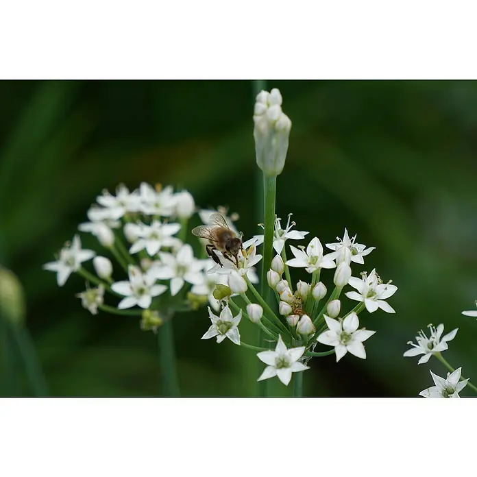 Blu Bio Schnittknoblauch - Allium tuberosum, Topfgröße: 12 cm - Eine Biene sammelt Nektar von weißen Blüten. Die filigranen Blütenstände bilden einen schönen Kontrast zum dunklen Hintergrund.