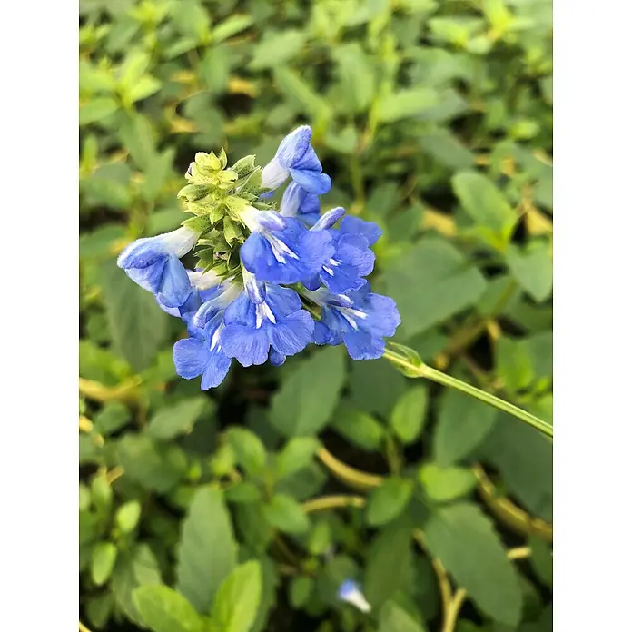 Blu Bio Pfeffer-Salbei - Salvia uliginosa, Topfgröße: 12 cm - Nahaufnahme einer blauen Salbei-Blüte, die mit ihrem lebhaften Farbton und filigranen Details die Schönheit der Natur hervorhebt.
