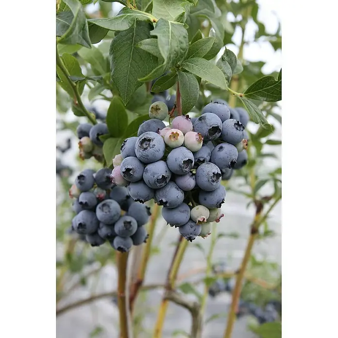 Blu Bio Heidelbeere - Vaccinium corymbosum Blue Crop, Topfgröße: 12 cm, Erntezeit: Juli - Nahaufnahme eines Blaubeerstrauchs voller reifer, blauer Blaubeeren und grüner Blätter.