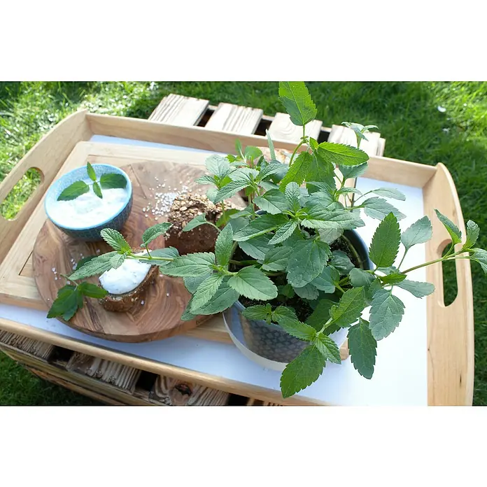 Blu Bio Pfeffer-Salbei - Salvia uliginosa, Topfgröße: 12 cm - Ein Holztisch mit einem Serviertablett, auf dem sich eine Schüssel Dip, Brot und ein Topf mit grünen Pflanzen befinden.