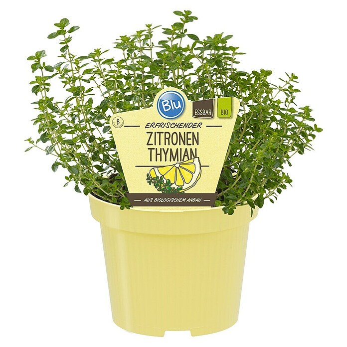 Blu Thymus citriodorus 12