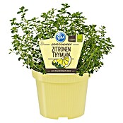 Blu Thymus citriodorus 12