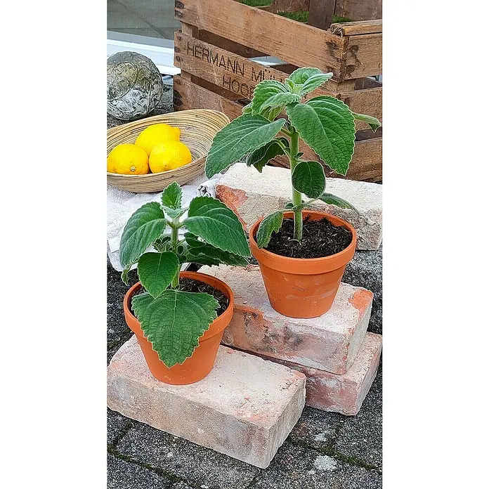 Blu Bio Australisches Zitronenblatt - Plectranthus species, Topfgröße: 12 cm - Zwei Topfpflanzen in Terrakottatöpfen, arrangiert auf Ziegelsteinen, mit Zitronen in einem Korb und einer Holzkiste im Hintergrund.