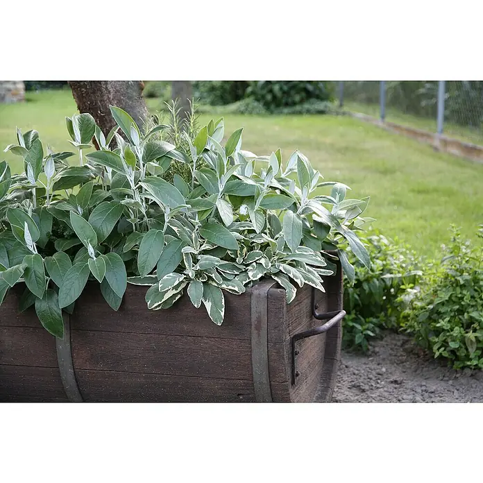 Blu Bio Peruanische Salbei - Salvia discolor, Topfgröße: 12 cm - Ein rustikaler Holzkübel bepflanzt mit Salbei und anderen Kräutern, eine idyllische Gartenszene.