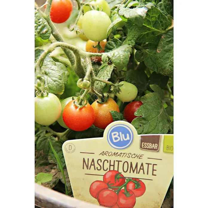 Blu Bio Tomate - Lycopersicon lycopersicum, 12 cm, Erntezeit: Juli - 'Aromatische Naschtomate' – Reife und unreife Cherrytomaten an der Pflanze, begleitet von einem informativen Produktetikett.