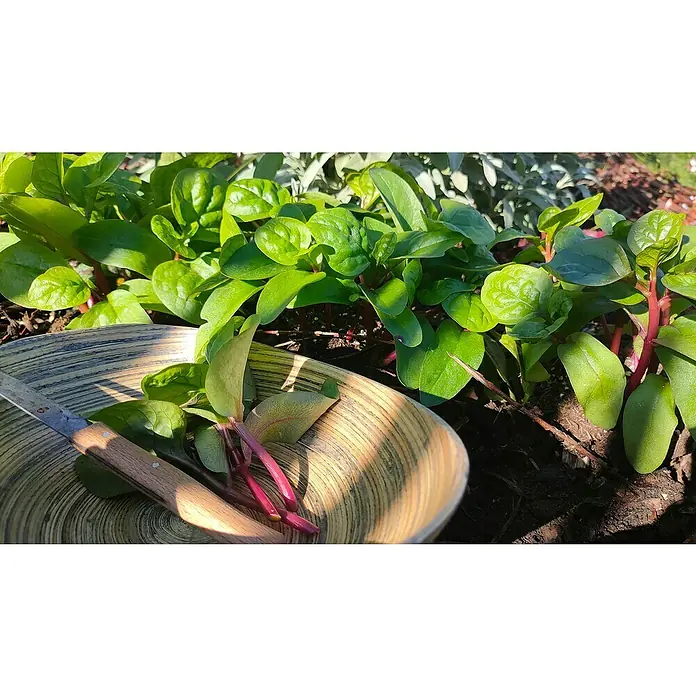 Blu Bio Malabar Spinat - Basella alba, Topfgröße: 12 cm - Frisch geernteter Malabarspinat in einer Holzschale mit einem Messer, bereit für die Zubereitung.