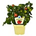 Blu Bio Tomate 