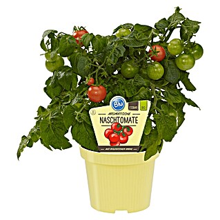 Blu Bio Tomate (Lycopersicon lycopersicum, 12 cm, Erntezeit: Juli)