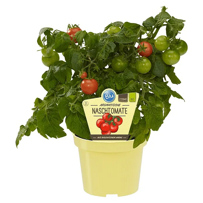 Blu Bio Tomate - Lycopersicon lycopersicum, 12 cm, Erntezeit: Juli - Aromatische Naschtomate "Blu" im gelben Topf mit reifen und unreifen Früchten. Biologisch angebaut.