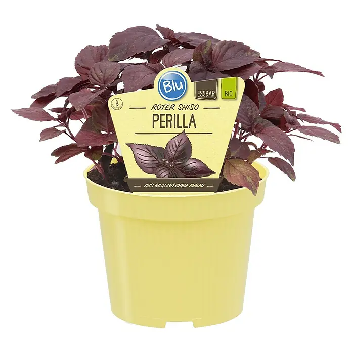Blu Bio Perilla - Perilla frutescens, Topfgröße: 12 cm - Roter Shiso Perilla Pflanze in einem gelben Topf, eine aromatische und essbare Kräuterpflanze für den Garten oder die Küche.