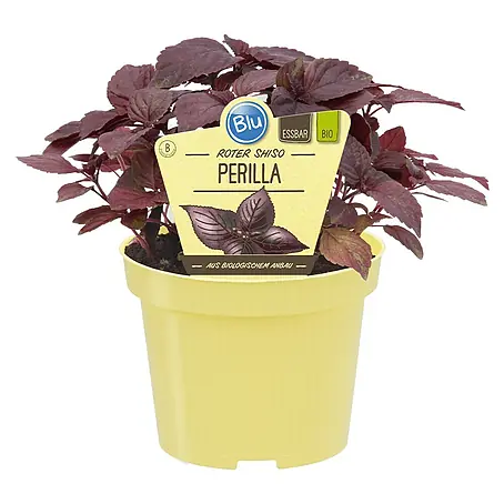 Blu Bio Perilla