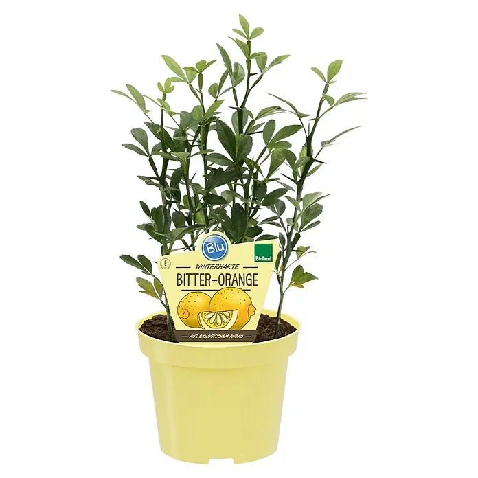 Blu Bio Bitterorange winterhart - Citrus aurantium, Topfgröße: 12 cm - Winterharte Bitterorange im gelben Topf mit Pflanzenetikett. Ideal für Garten oder Terrasse.