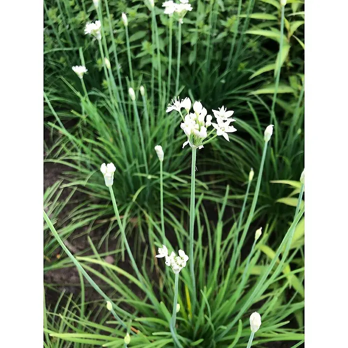 Blu Bio Schnittknoblauch - Allium tuberosum, Topfgröße: 12 cm - Nahaufnahme von blühendem Schnittlauch mit weißen Blüten und grünen Stielen, der im Garten wächst.