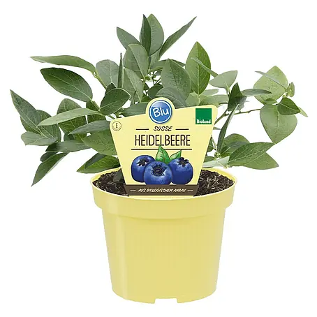 Blu Bio Heidelbeere
