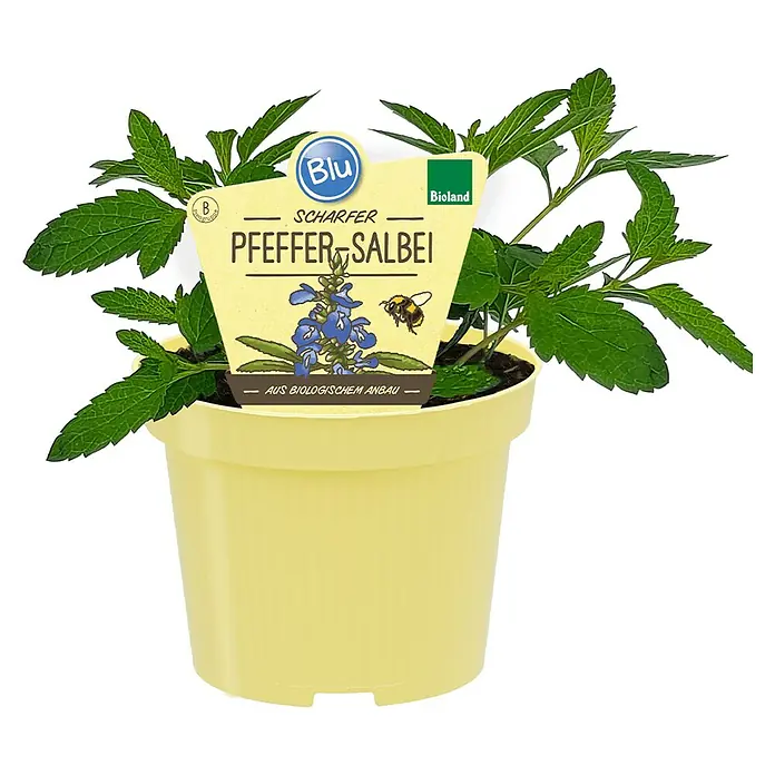 Blu Bio Pfeffer-Salbei - Salvia uliginosa, Topfgröße: 12 cm - Ein Topf mit scharfem Pfeffersalbei der Marke Blu, biologisch angebaut, auf einem schwarzen Tisch.