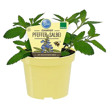 Blu Bio Pfeffer-Salbei