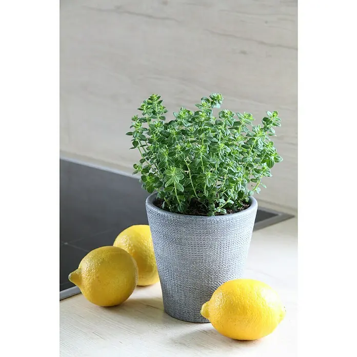 Blu Bio Zitronenkraut afrikanisch - Satureja biflora, Topfgröße: 12 cm - Ein Topf Thymian steht neben drei Zitronen auf einer hellen Arbeitsplatte vor einem hellen Hintergrund.