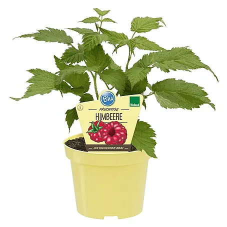 Blu Bio Himbeere Little Sweet Sister