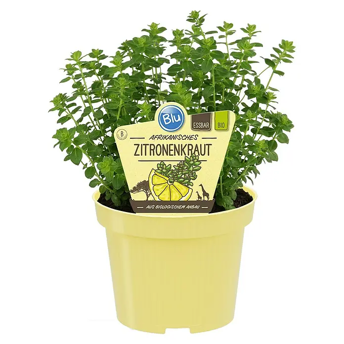 Blu Bio Zitronenkraut afrikanisch - Satureja biflora, Topfgröße: 12 cm - Das Bild zeigt einen Topf Afrikanisches Zitronenkraut der Marke Blu, essbar und aus biologischem Anbau.