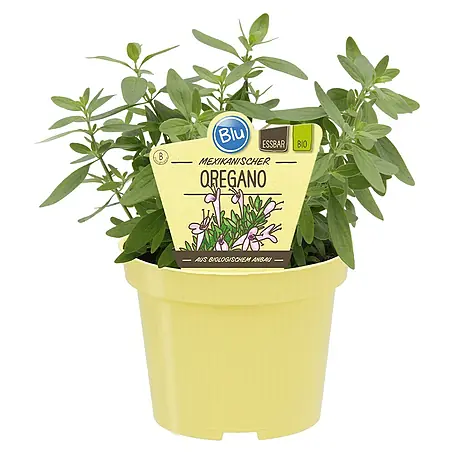 Blu Bio Mexikanischer Oregano