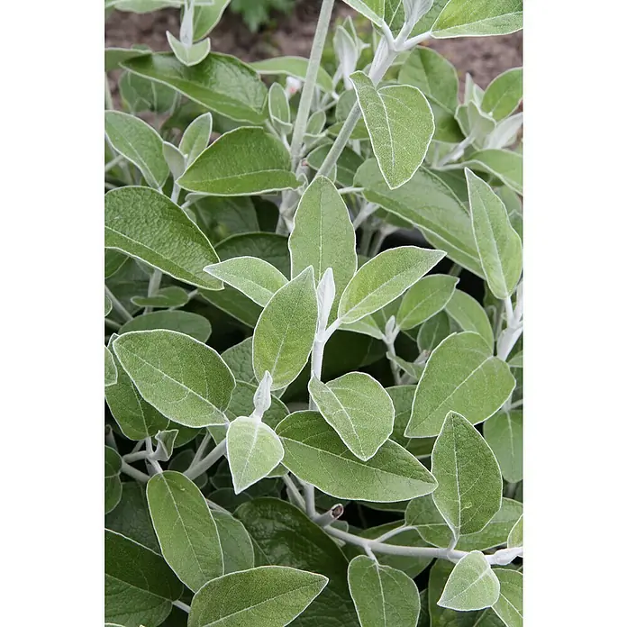 Blu Bio Peruanische Salbei - Salvia discolor, Topfgröße: 12 cm - Nahaufnahme von Zwergstrauch 'Silver Carpet' mit silbrig-grünen Blättern und weißlichen Stängeln.