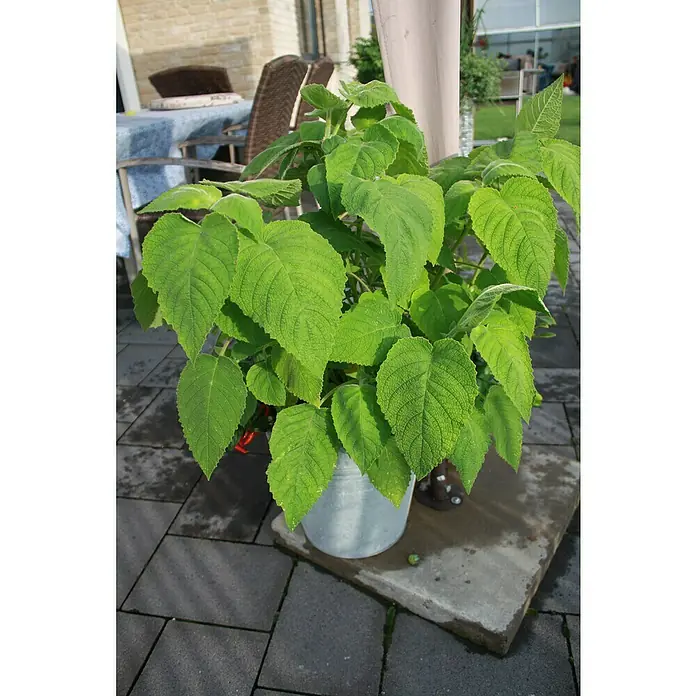 Blu Bio Fruchtsalbei - Salvia dorisiana, Topfgröße: 12 cm - Üppige Salbei-Pflanze mit großen, grünen Blättern in einem hellen Metalleimer auf einer Terrasse mit Steinfliesen.