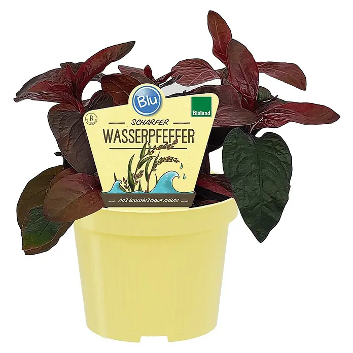 Blu Bio Wasserpfeffer - Polygonum hydropiper, Topfgröße: 12 cm - Scharfer Wasserpfeffer in einem gelben Topf, der mit einer Beschriftung für den biologischen Anbau versehen ist.