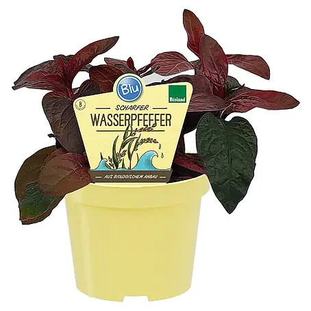 Blu Bio Wasserpfeffer