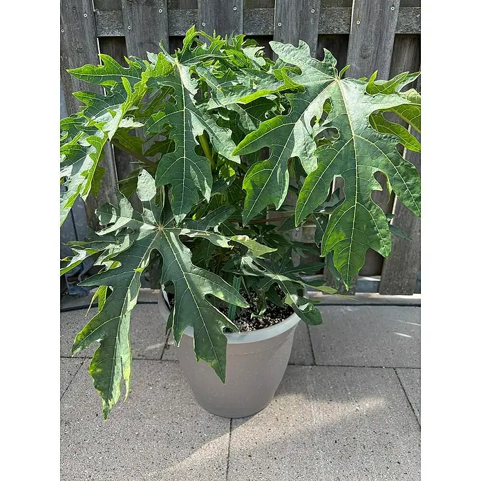 Blu Bio Papaya - Carica papaya, Topfgröße: 12 cm - Dieser Papayabaum in einem grauen Topf mit seinen grünen Blättern vor einem Holzzaun ist ein echter Hingucker.